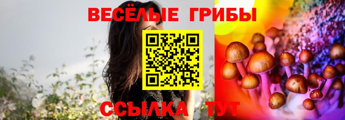 Галлюциногенные грибы Psilocybe  купить наркоту  Лесной 